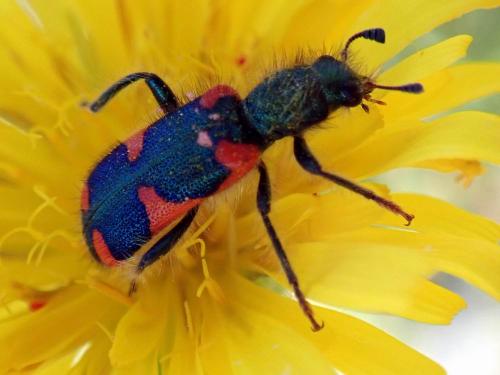Trichodes sp.